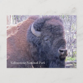 Postal de cierre de Bison