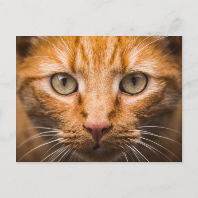 postal de cierre de Cat (Anverso)