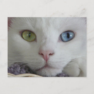 Postal de cierre de serenidad