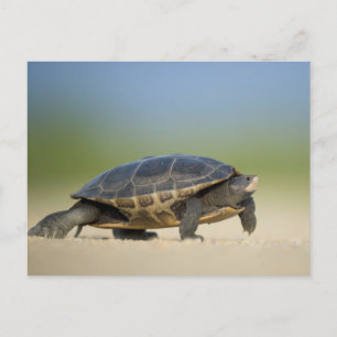 Postal de cierre de tortuga / anfibio / reptil