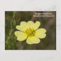 Postal de Cinquefoil tostado VA Wildflower