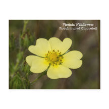 Postal de Cinquefoil tostado VA Wildflower