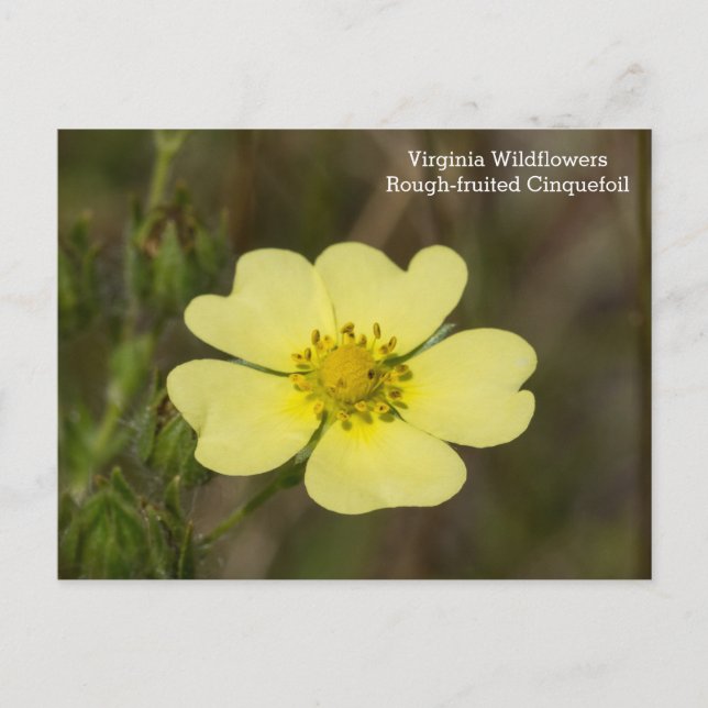 Postal de Cinquefoil tostado VA Wildflower (Anverso)