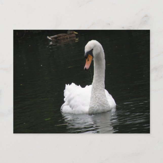 Postal de cisne blanco (Anverso)