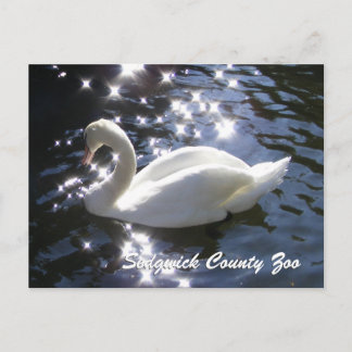 Postal de Cisne espumoso