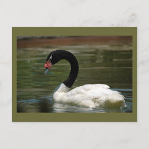 Postal de cisne negro y blanco