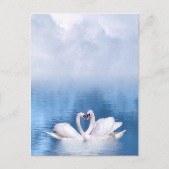 Postal de cisnes blancos (Anverso)