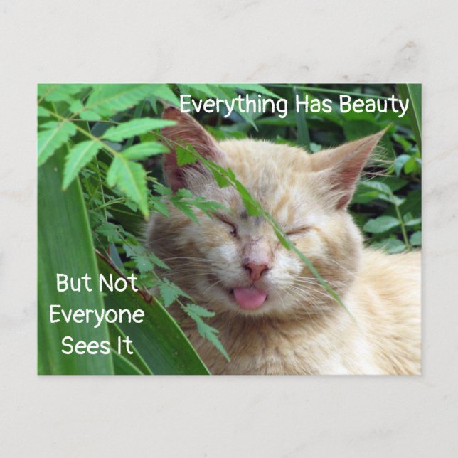 Postal de cita de belleza - Bebida estelar - Gato (Anverso)