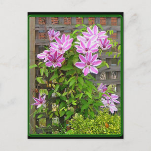Postal de clúster Clematis