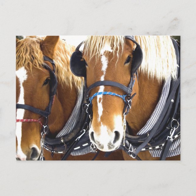 Postal de Clydesdale Draft Horses (Anverso)