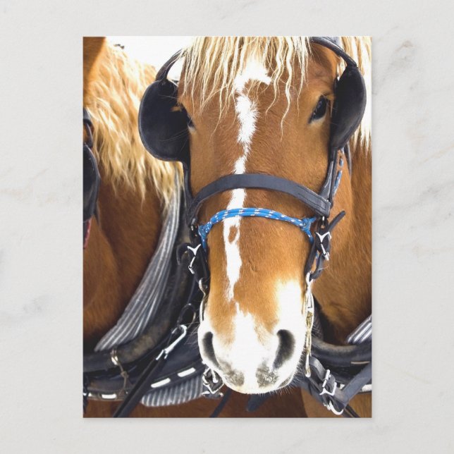 Postal de Clydesdale Draft Horses (Anverso)