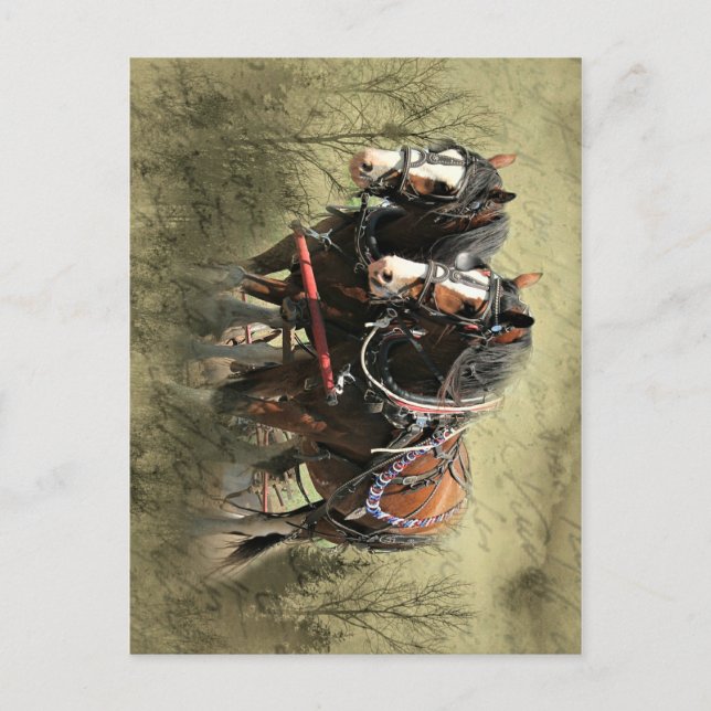 Postal de Clydesdale Weathered Vintage (Anverso)