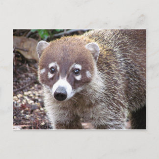 Postal de Coati
