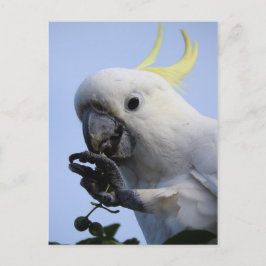 Postal de Cockatoo con crema de azufre