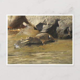 postal de cocodrilo de agua dulce