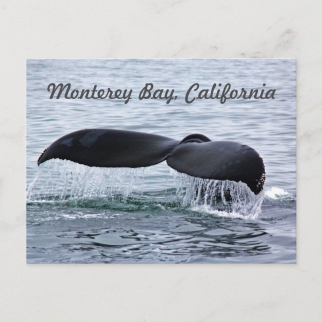 Postal de cola de ballena de Monterey Bay (Anverso)