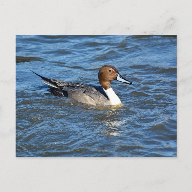 Postal de cola de pintail del norte (Anverso)