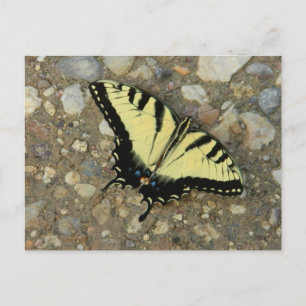 Postal de cola de toro amarilla y negra