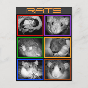 Postal de collage de RATS de B&W
