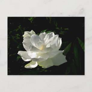 Postal de color blanco