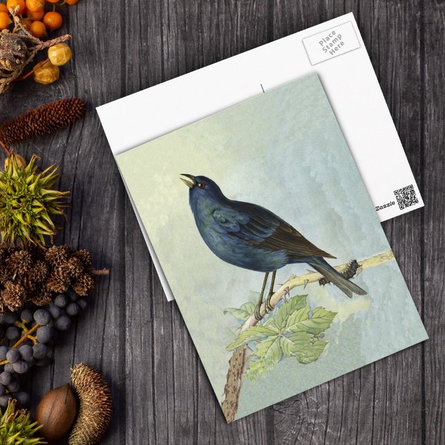 Postal de color de agua de ave negra cantante (Watercolor of elegant singing blackbird on branch with caterpillar on a postcard.)