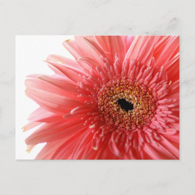 Postal de color rosa Gerber Daisy (Anverso)