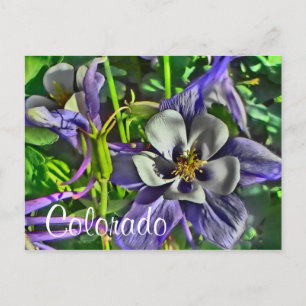 postal de Colorado Columbines