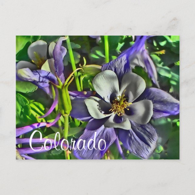 postal de Colorado Columbines (Anverso)