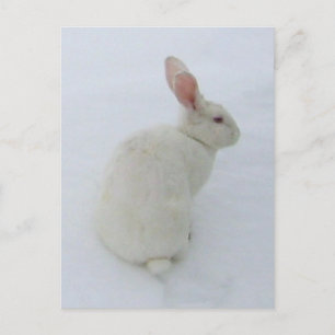 Postal de conejito de nieve