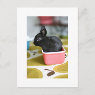 postal de conejo adorable