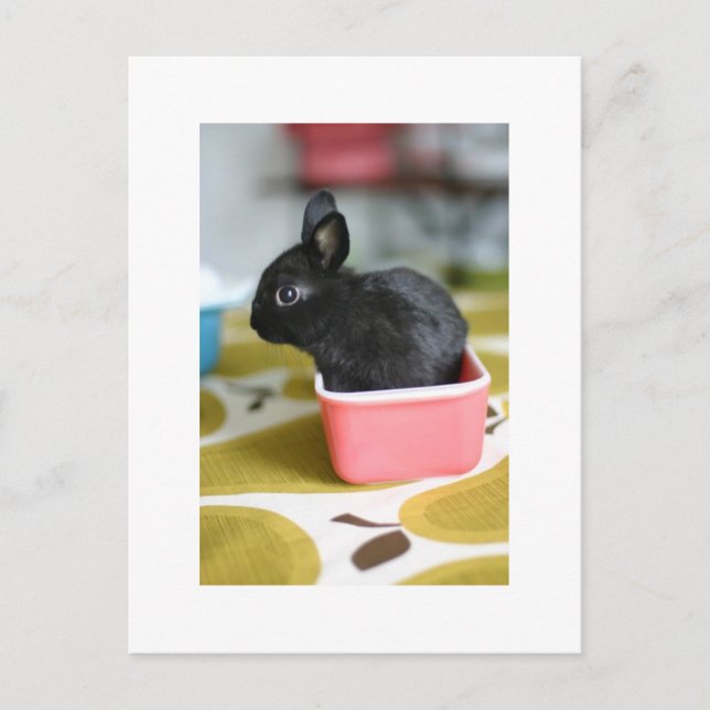 postal de conejo adorable (Anverso)