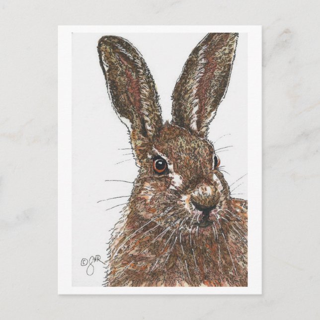 Postal de Conejo Bunny Hare (Anverso)