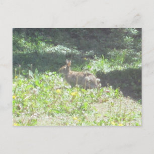 Postal de conejo salvaje