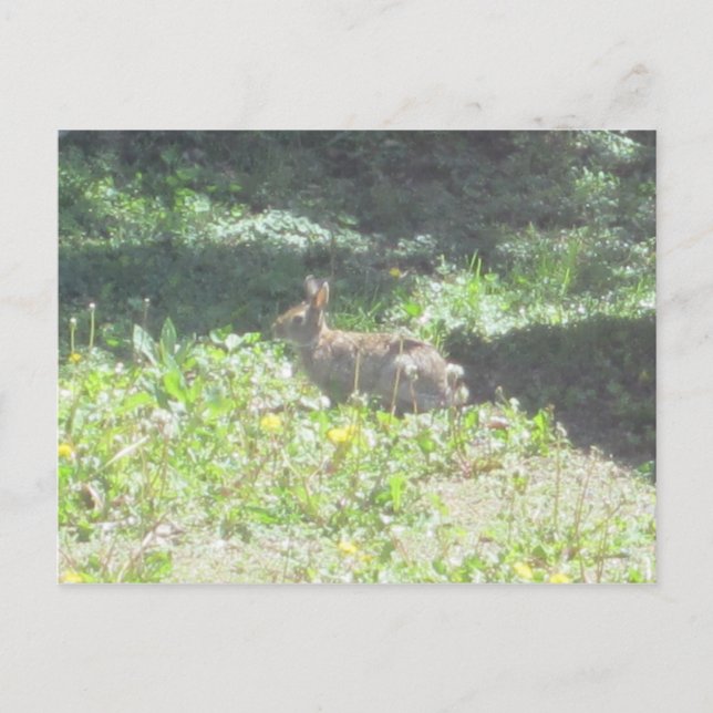 Postal de conejo salvaje (Anverso)
