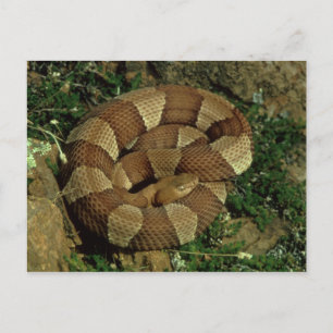postal de copperhead de copo de banda ancha