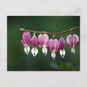 Postal de corazones dolientes