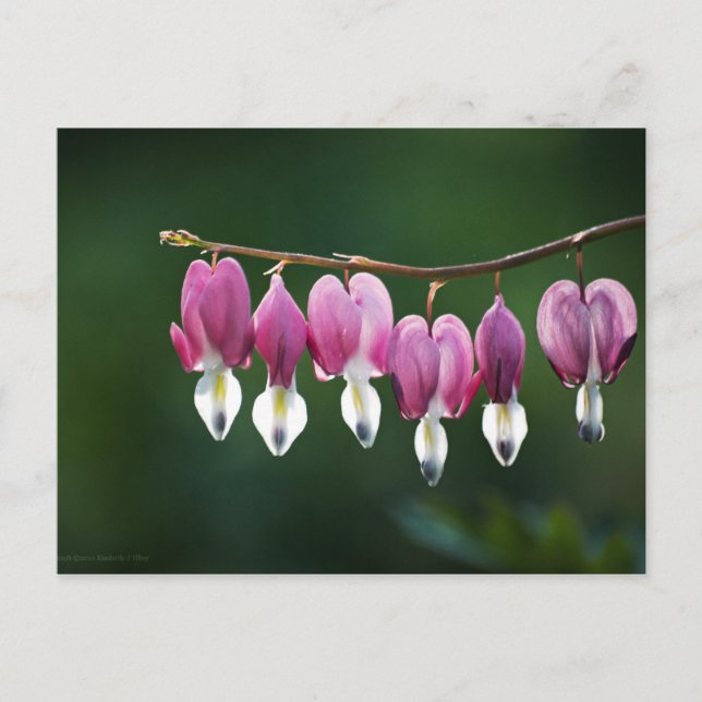 Postal de corazones dolientes (Anverso)