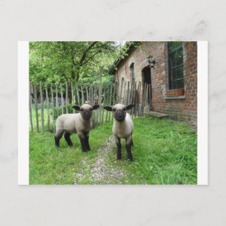 Postal de corderos de Hampshire Down