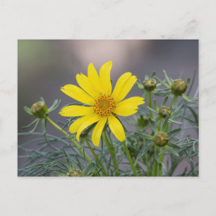 Postal de Coreopsis
