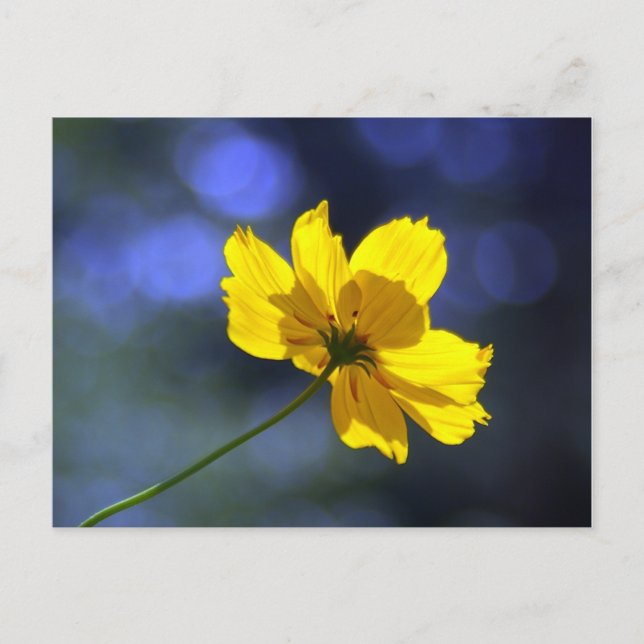 Postal de Coreopsis Naranja Amarillo (Anverso)