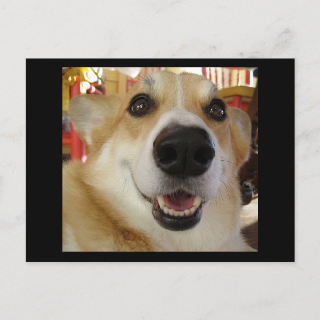 Postal de Corgi feliz (Anverso)