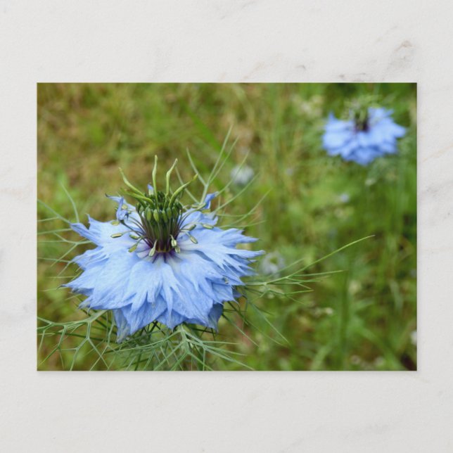 Postal de Cornflower (Anverso)