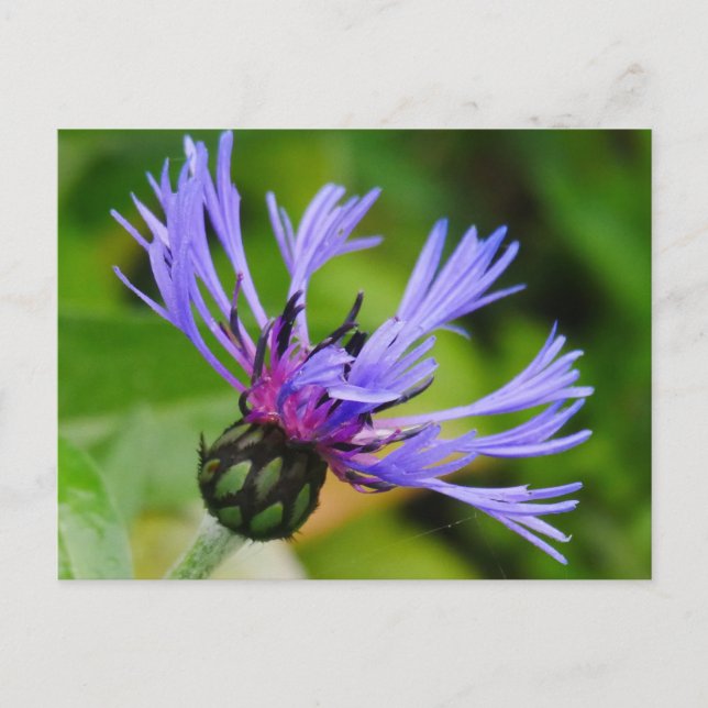 Postal de Cornflower (Anverso)
