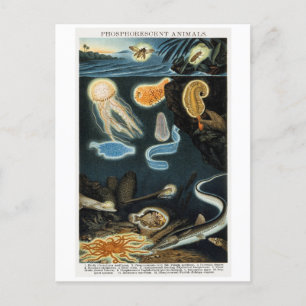 Postal de cosecha de animales fosforescentes