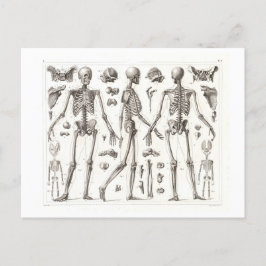 Postal de cosecha de esqueleto humano