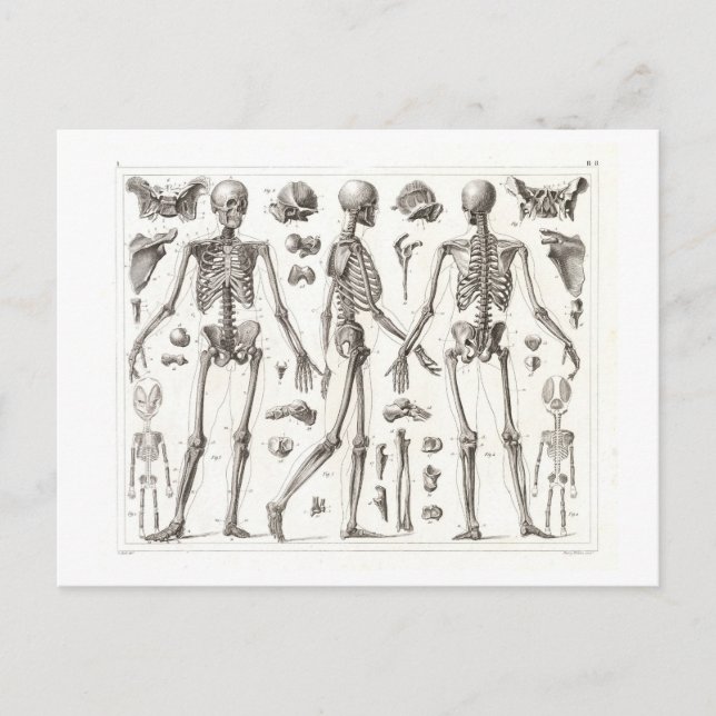 Postal de cosecha de esqueleto humano (Anverso)