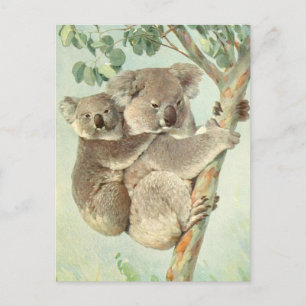 Postal de cosecha de Koala