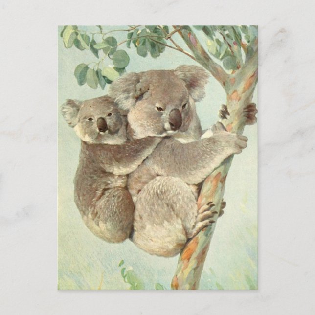 Postal de cosecha de Koala (Anverso)