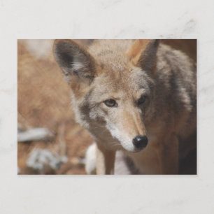Postal de Coyote