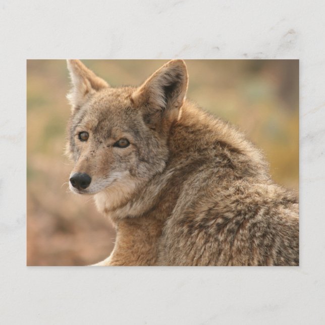 Postal de Coyote (Anverso)